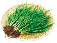 大麦若葉