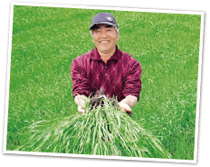 大麦若葉の刈り取り