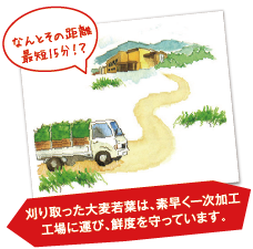 刈り取った大麦若葉は、素早く一時加工工場に運び、鮮度を守っています。