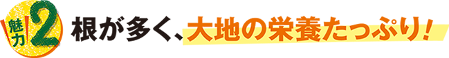 根が多く、大地の栄養たっぷり!