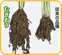 「むぎおう」の根