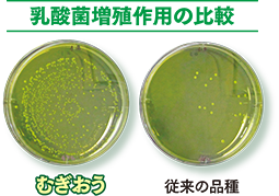 乳酸菌増殖作用の比較