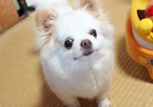愛犬”めいちゃん”