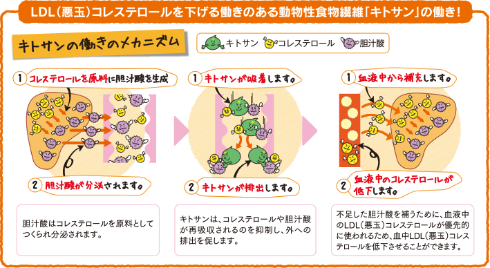 キトサンには血中LDL(悪玉)コレステロールを下げる働きがあります。