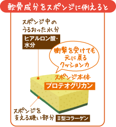 軟骨成分をスポンジに例えると
