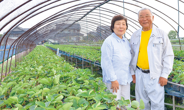 奥様と一緒に40年以上、イチゴ農家を続けられています